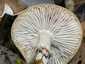 Olajszínű csigagomba (Hygrophorus persoonii), Budai-hegység